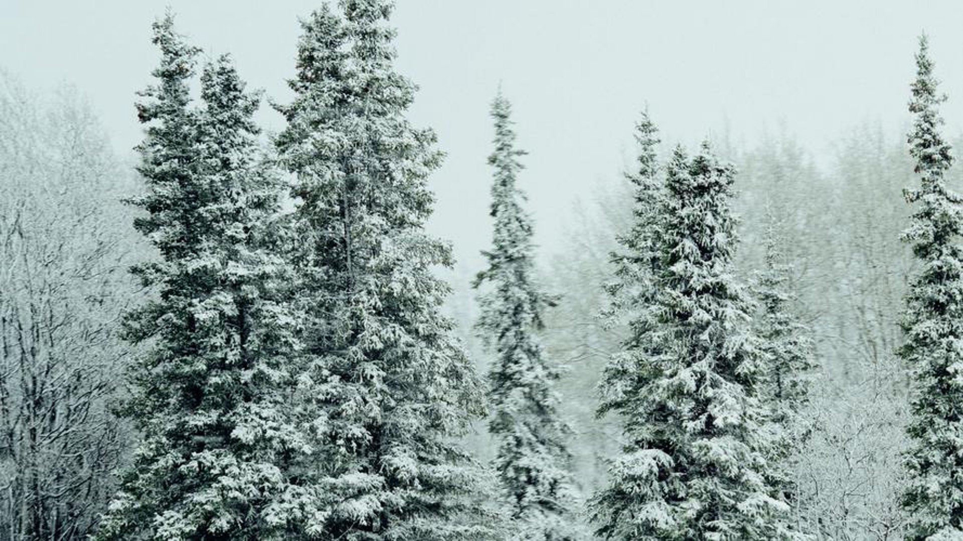 雪松企业管理